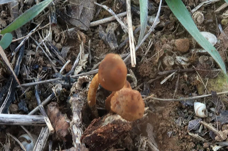 Callistosporium luteo-olivaceum 1 - IMG_6769